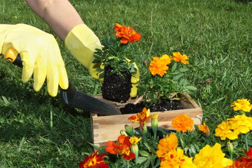 Seasonal garden maintenance in Sidcup with hedges and planting beds